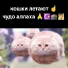 dolbaebb